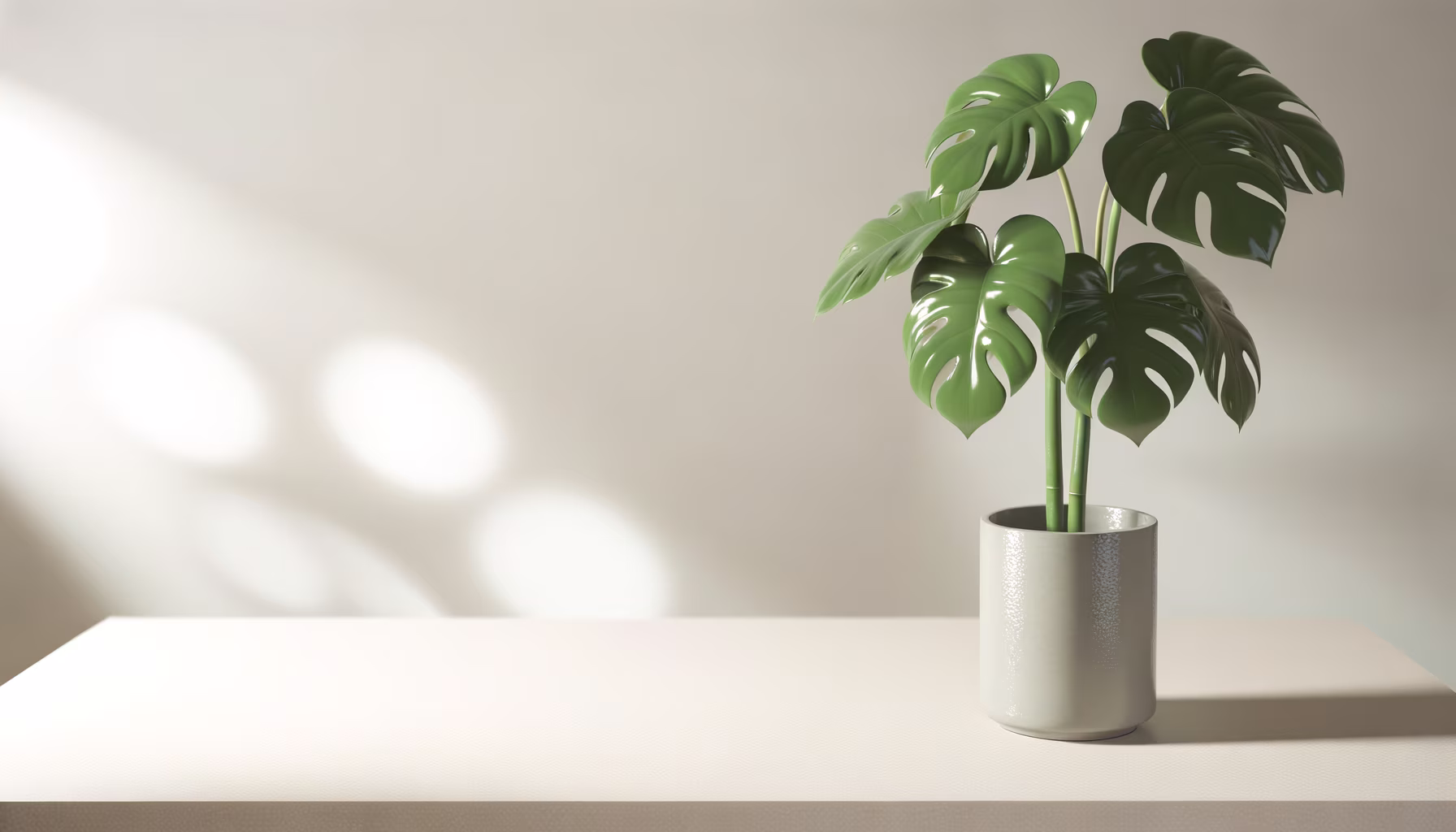 Monstera-Pflanze auf einem Tisch vor einer hellen Wand mit Sonnenlichtflecken.