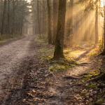 Ein Waldweg führt durch einen lichten Wald, während goldene Sonnenstrahlen durch die Baumkronen brechen und lange Schatten auf den moosbewachsenen Waldboden werfen.