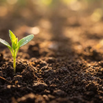 Eine junge grüne Pflanze sprießt aus dunkler Erde, beleuchtet von warmem Sonnenlicht.